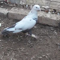 کبوتر رنگی|پرنده|قزوین, |دیوار