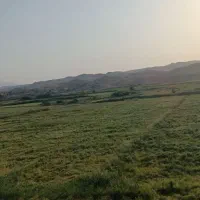 برنج هاشمی دره رود