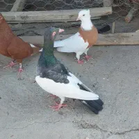 کفتر ماده|پرنده|تاکستان, |دیوار