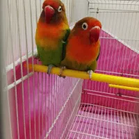 معاوضه با فنچ