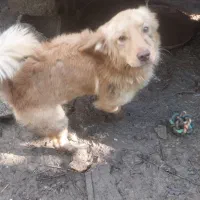 سگ پاکوتاه