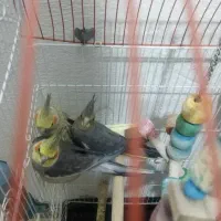 عروس هلندی جفت با جوجه