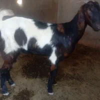 تیشتر بز داشتی|حیوانات مزرعه|سعدآباد, |دیوار