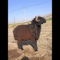 شیشک قوچ درج یک|حیوانات مزرعه|شیراز, اکبر آباد|دیوار