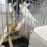 عروس پاریس