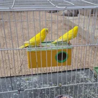 مرغ عشق|پرنده|خرمشهر, |دیوار