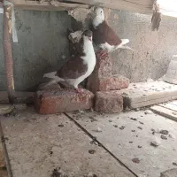 کبوتر فروشی