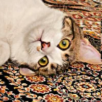 اهدا گربه خانگی