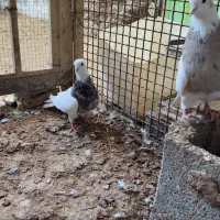 کبوتر طوقی|پرنده|بردخون, |دیوار