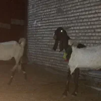 دوتا بز با ی بیگ|حیوانات مزرعه|شوشتر, |دیوار