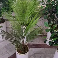 درختچه مصنوعی|گل مصنوعی|تبریز, |دیوار