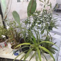 گل وگیاه طبیعی پر ریشه و شاداب