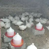 کود مرغ گوشتی فروشی شهر فارسان کران