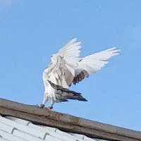 کفتر...|پرنده|قائن, |دیوار