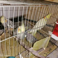 6 عدد عروس هلندی نر و ماده اهلی 4 تا جوجه و تخم ها|پرنده|سهند, |دیوار