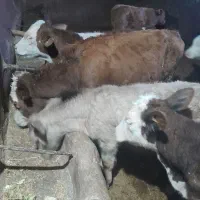 ۶راس سیمیتال درجه یک|حیوانات مزرعه|رامند, |دیوار