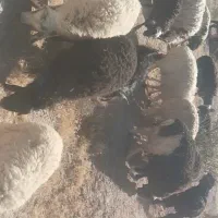 گوسفند