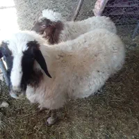 یک عدد گوسفند چاق سالم وسرحال|حیوانات مزرعه|سیوان, |دیوار