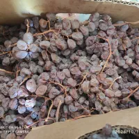 مویز و شیره انگور فخری