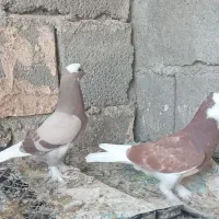 کبوتر گره درجای