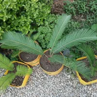 گل سیکاس و شمشاد