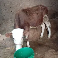 فروش گوساله سمیتال|حیوانات مزرعه|موچش, |دیوار