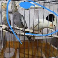 عروس نر و جوان