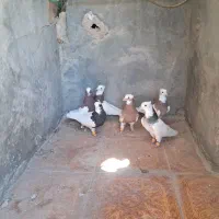 کبوتر بی عیب