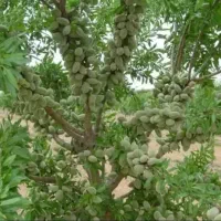 نهال و سرو ناز شیراز و نخل|گل و گیاه طبیعی|اصفهان, سرشبادران|دیوار