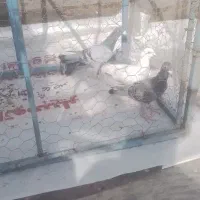 کبوتر  کیلومتری|پرنده|اردکان, |دیوار