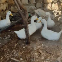اردک