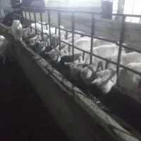 استخدام کارگر