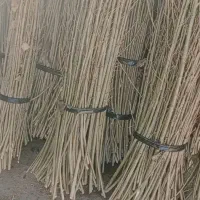 فروش صنوبر قلمهای