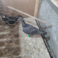 ذاغ اصیل المانی