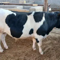 گوساله نر