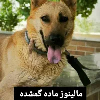گمشده ۱۰ میلیون مژدگانی داده میشود