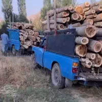 خریداره چوب های بادام گردو زرد آلو وزم ونو بید و..|خدمات باغبانی و درختکاری|ساروق, |دیوار