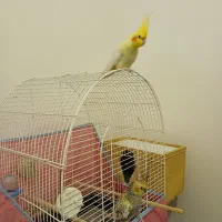 عروس هلندی|پرنده|رشت, گلزاران|دیوار