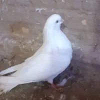 سفید نر|پرنده|میاندوآب, |دیوار