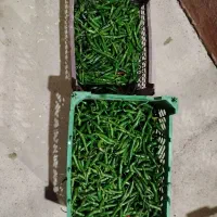 فلفل شمشیری تنددرجه یک|عمدهفروشی|جهرم, |دیوار