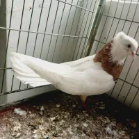 نر طوقی سرور مهر