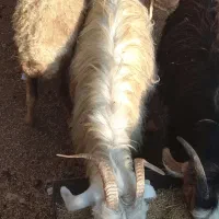 تیربز گله داری