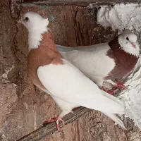 طوقی