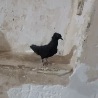شیبان