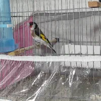 سهره نر  خوش قواره.معاوضه با قناری