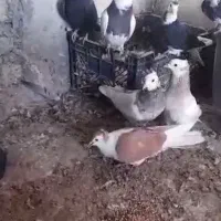 تعدادی کبوتر به فروش میرسد