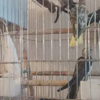 فروش عروس هلند ۲ ماهه فرصت عالی برای سخنگو کردن