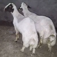 قوچ سنجابی سنگین