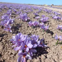 گل زعفران قاینات