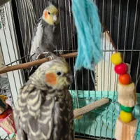 عرووس هلندی جفت مولد